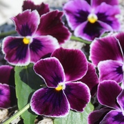 Stiefmütterchen Stiefmütterchen